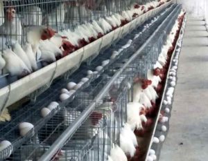 organic poultry farm management organic poultry farm management