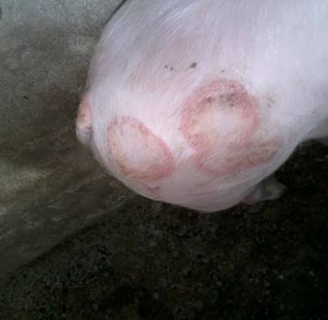 Major Zoonotic Diseases Transmitted by Pigs Vet Extension